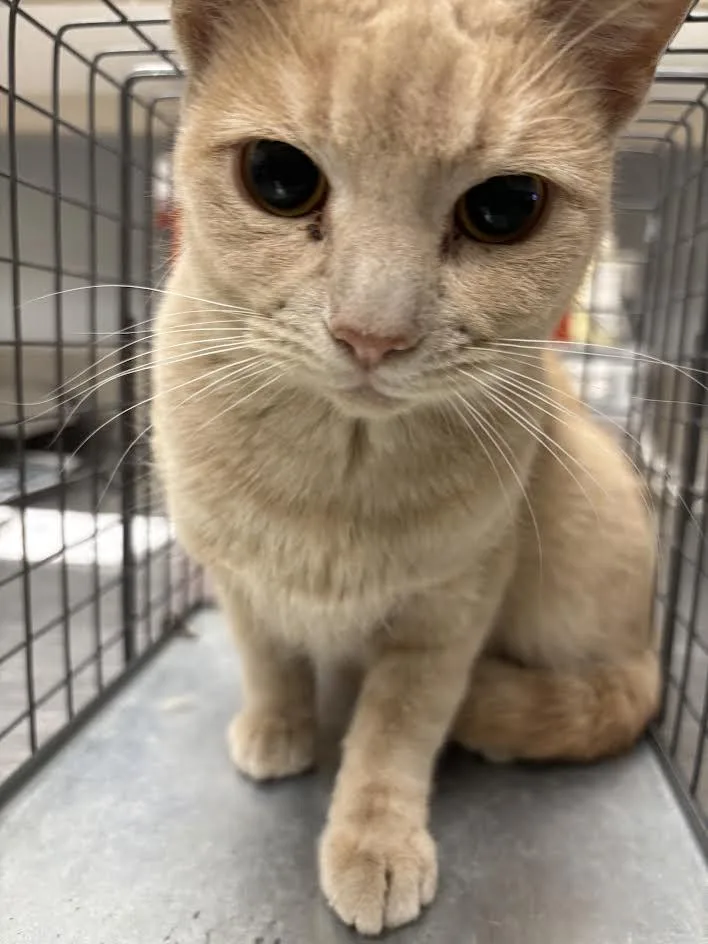 A young medium-sized female Domestic Short Hair cat named Cassi for adoption in Las Vegas, NV