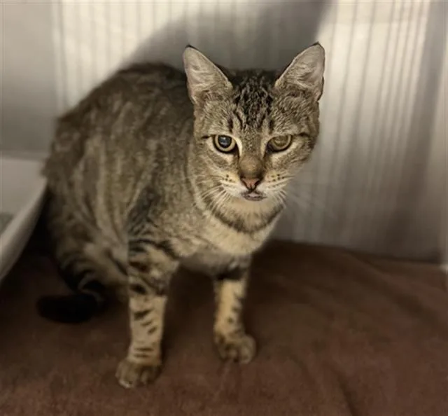 An adult medium-sized female Domestic Short Hair cat named Kiwi for adoption in Conroe, TX