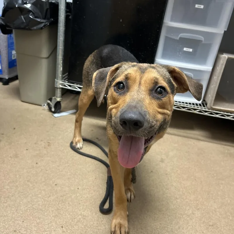 An adult medium-sized female Brown / Chocolate Mixed Breed dog named Clementine for adoption in Chattanooga, TN