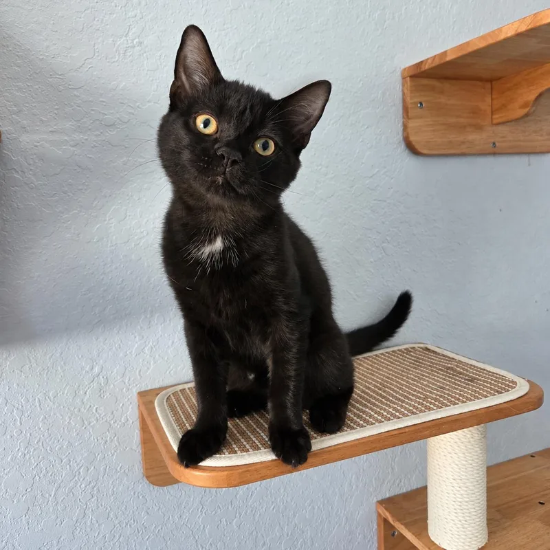 A baby small-sized male Black Domestic Short Hair cat named Poe for adoption in Lutz, FL
