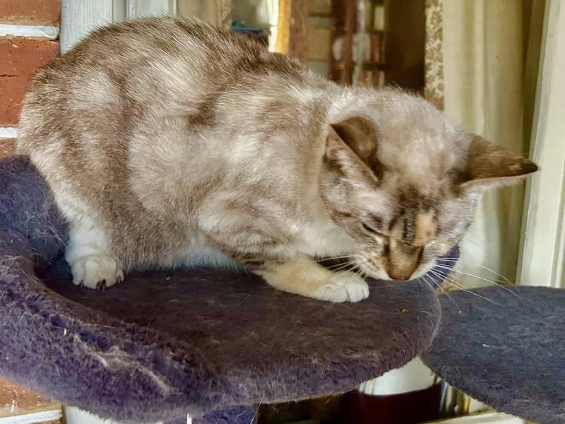 An adult medium-sized female Black & White / Tuxedo Siamese cat named Sapphire for adoption in Franklin, WV