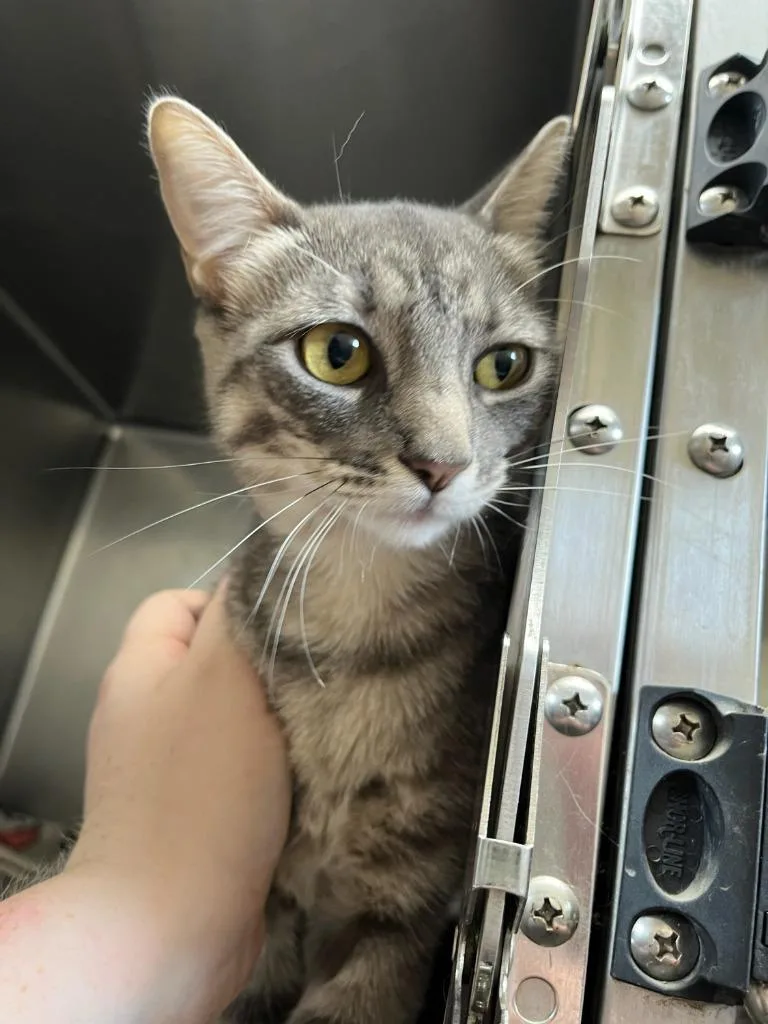 A baby small-sized female Domestic Short Hair cat named Wilma for adoption in Richland Hills, TX