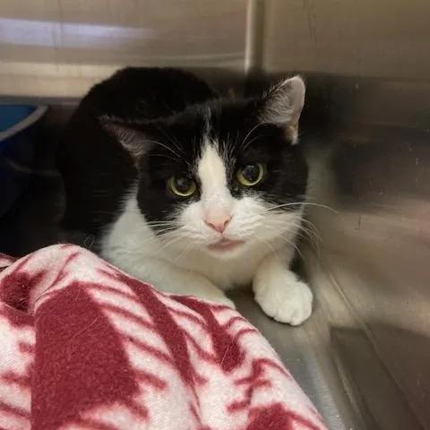 A senior medium-sized female Black & White / Tuxedo Domestic Short Hair cat named Jelly Bean for adoption in Kankakee, IL