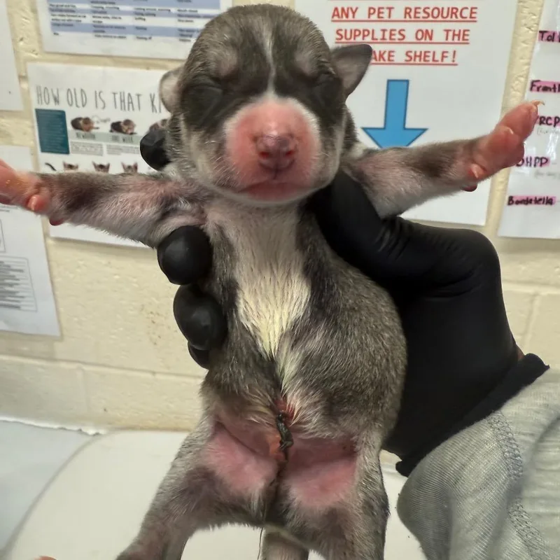 A young medium-sized male Black Mixed Breed dog named Alder for adoption in Bartlett, TN