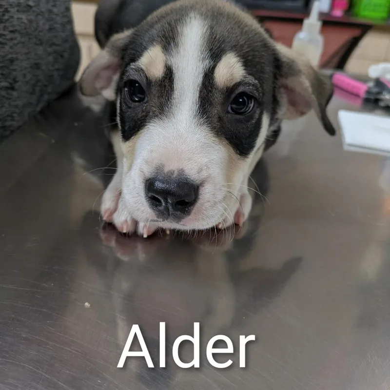 Alder thumbnail 5