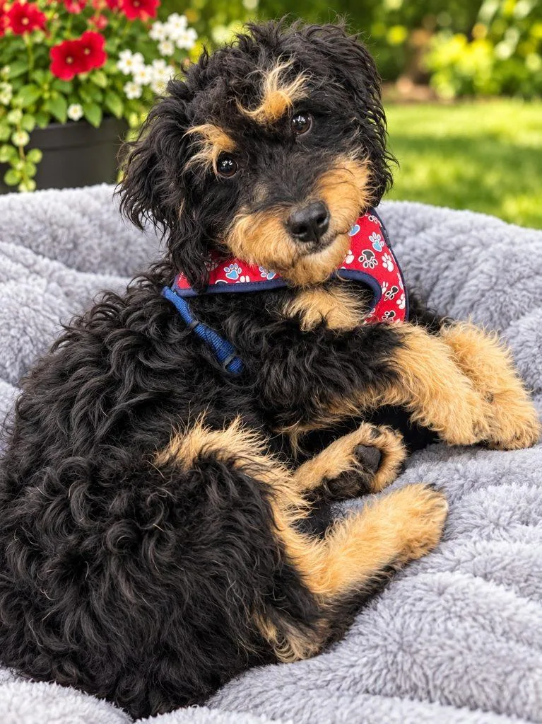 An adult medium-sized male Cockapoo dog named Brennan for adoption in Rocky Mount, NC