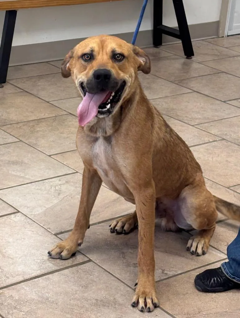 A young medium-sized male Mastiff dog named Mac for adoption in Batesville, AR