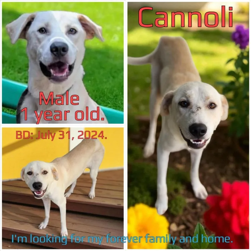 An adult large-sized male Yellow / Tan / Blond / Fawn Mixed Breed dog named Cannoli for adoption in Boaz, AL