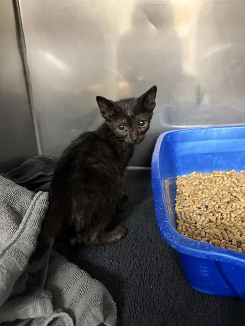 A baby small-sized female Domestic Short Hair cat named Slinky for adoption in Killeen, TX