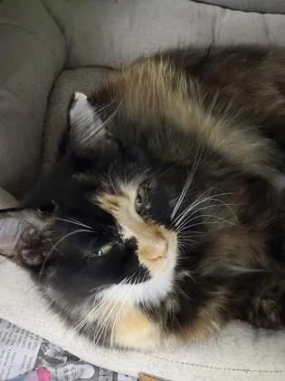 Rhea thumbnail 2
