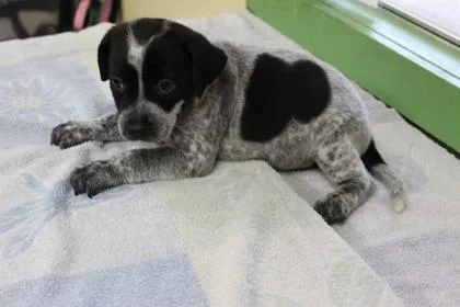 A baby medium-sized male Cattle Dog dog named Irwin for adoption in Picayune, MS