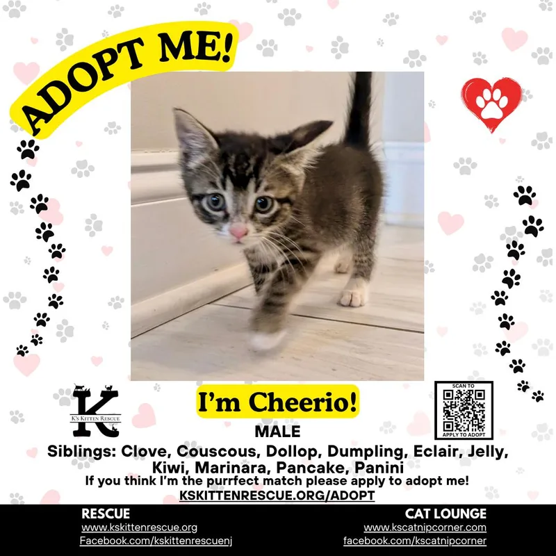 A baby medium-sized male Tabby (Gray / Blue / Silver) Domestic Short Hair cat named Cheerio for adoption in Brick, NJ