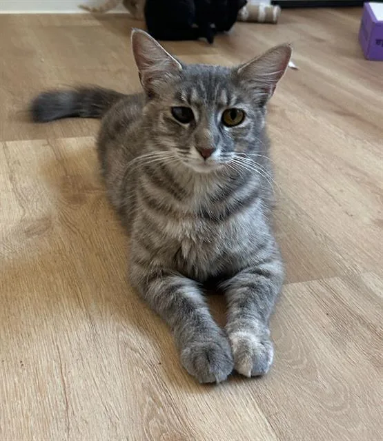 A young small-sized female Domestic Long Hair cat named Amore for adoption in Santa Cruz, CA