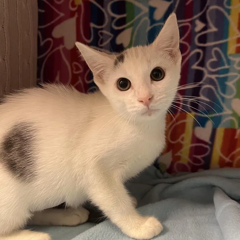 A baby small-sized female White Domestic Short Hair cat named Bee for adoption in Naples, FL