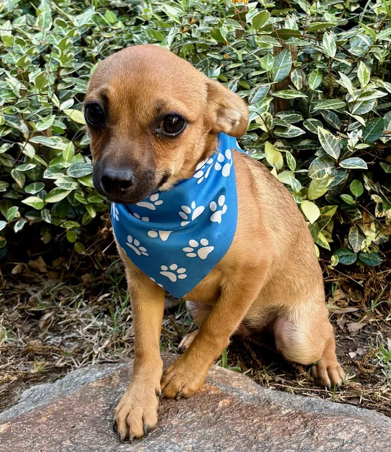 A young small-sized male Golden Chihuahua dog named Little Cupid  Spreads for adoption in Cypress, TX