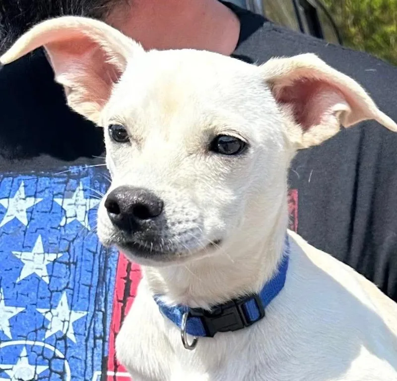 A baby small-sized male Chihuahua dog named Yeti for adoption in Elizabethton, TN