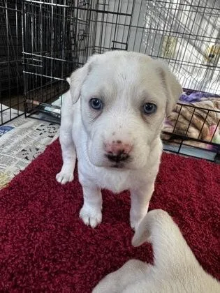 An adult large-sized female Golden Retriever dog named Lilly for adoption in Lawrenceville, GA
