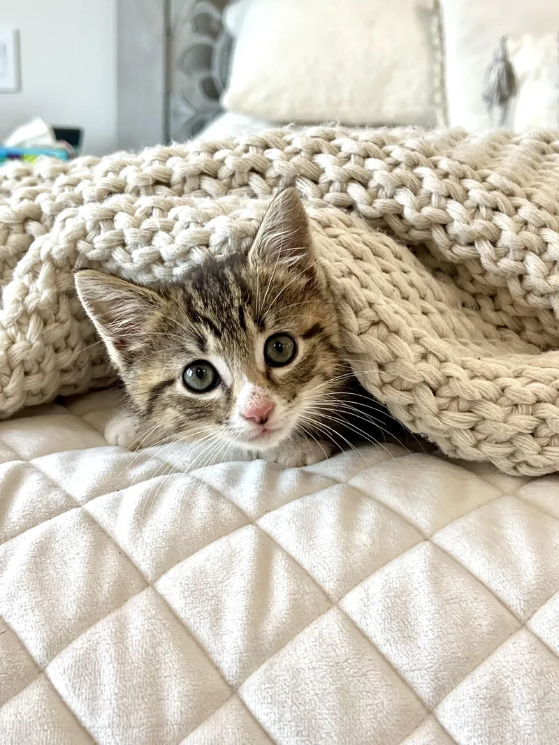 A baby small-sized female Domestic Short Hair cat named LiliChed for adoption in Staten Island, NY
