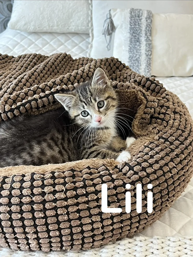 LiliChed thumbnail 4