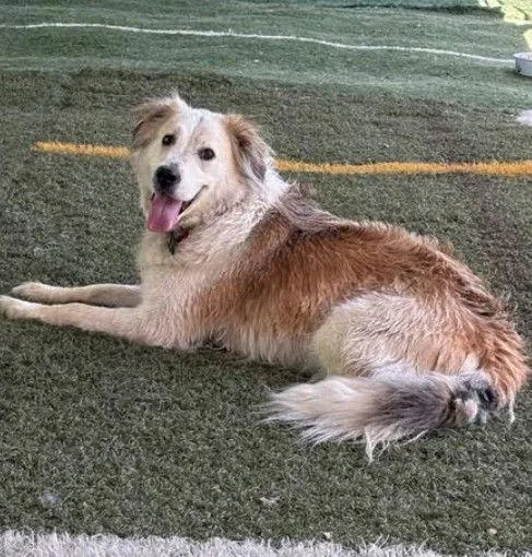 An adult large-sized male Great Pyrenees dog named Auggie for adoption in San Diego, CA