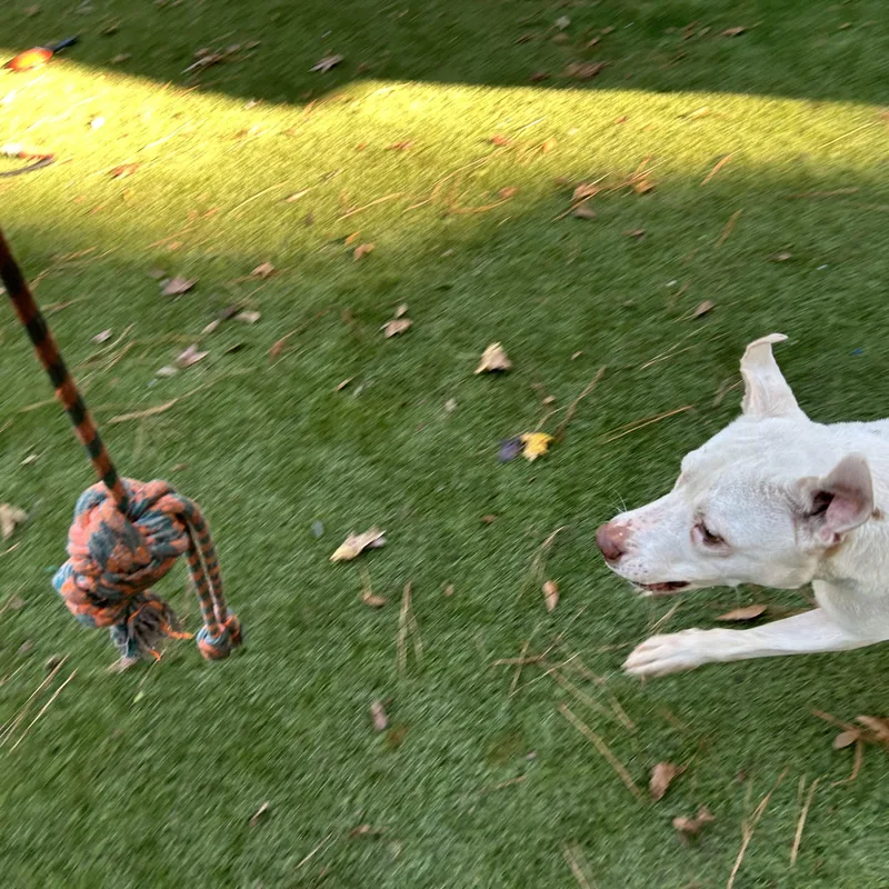 An adult medium-sized male American Bulldog dog named Casanova for adoption in Magnolia, TX