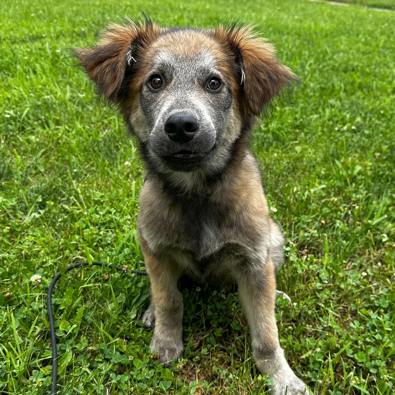 A baby large-sized male Mixed Breed dog named Skedaddle for adoption in Indianapolis, IN