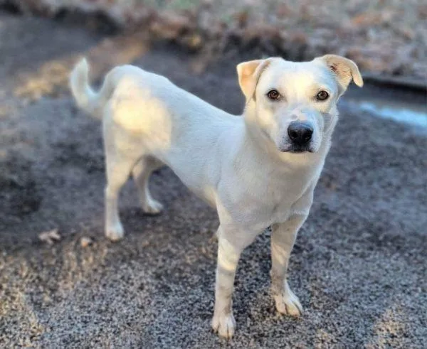 An adult medium-sized female American Eskimo Dog dog named Pumpkin for adoption in Bartlesville, OK