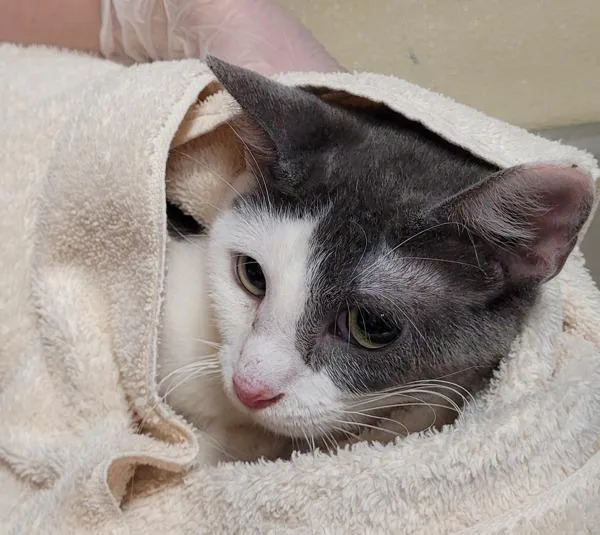 An adult medium-sized female Domestic Short Hair cat named Winona for adoption in Vancouver, WA