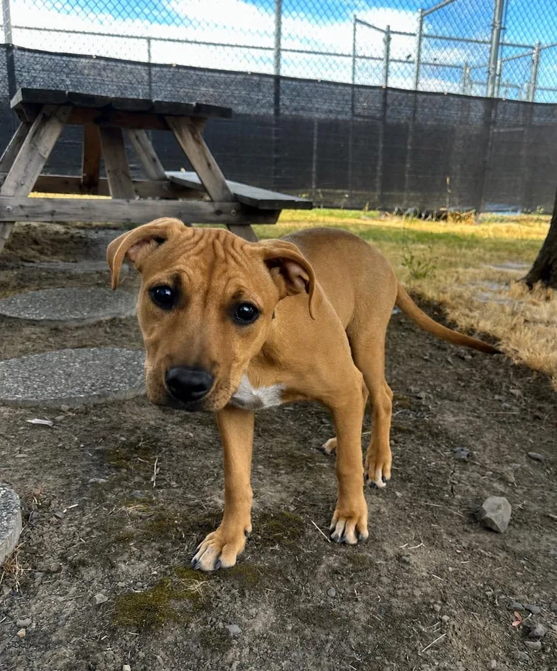 A baby small-sized female Mixed Breed dog named Clam Chowder for adoption in Newberg, OR