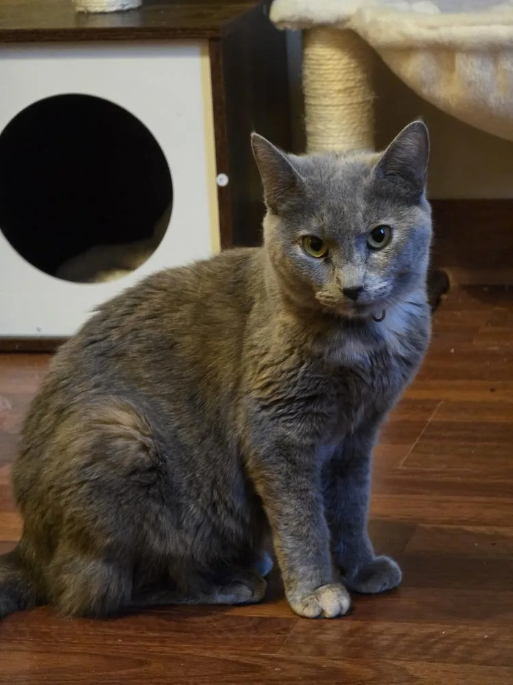 A young small-sized female Domestic Short Hair cat named Paisley for adoption in Elyria, OH