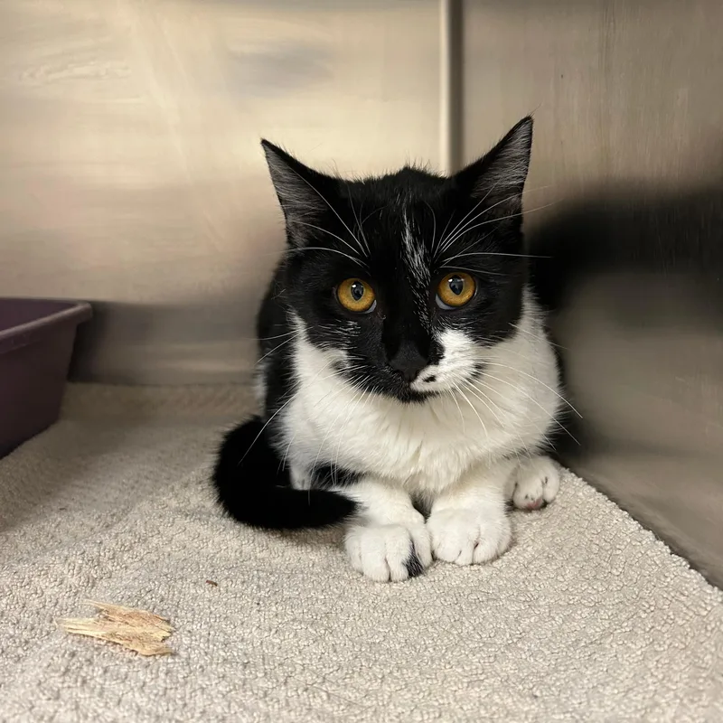 A young medium-sized female Domestic Short Hair cat named Sabrina for adoption in Lindon, UT