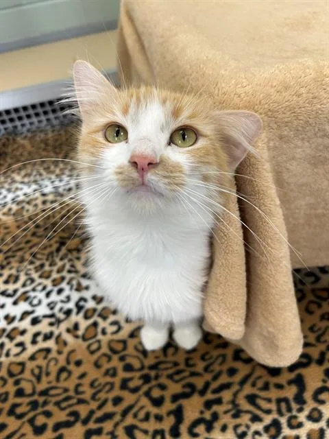 A young medium-sized female Domestic Long Hair cat named Brie for adoption in Geneva, IL