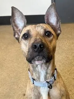 A young medium-sized female Brown / Chocolate Pit Bull Terrier dog named Katana for adoption in Cleveland, OH