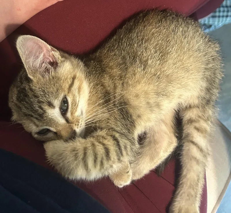 A baby medium-sized female Tabby cat named Ravioli for adoption in Buford, GA