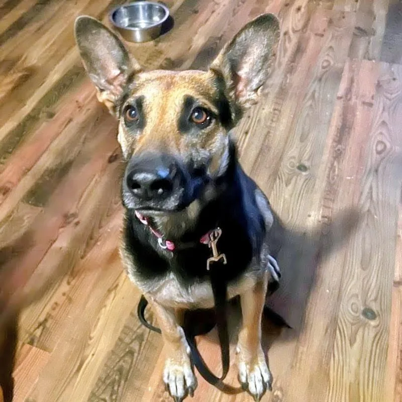 An adult small-sized female Brown / Chocolate German Shepherd Dog dog named Shelby for adoption in North Las Vegas, NV
