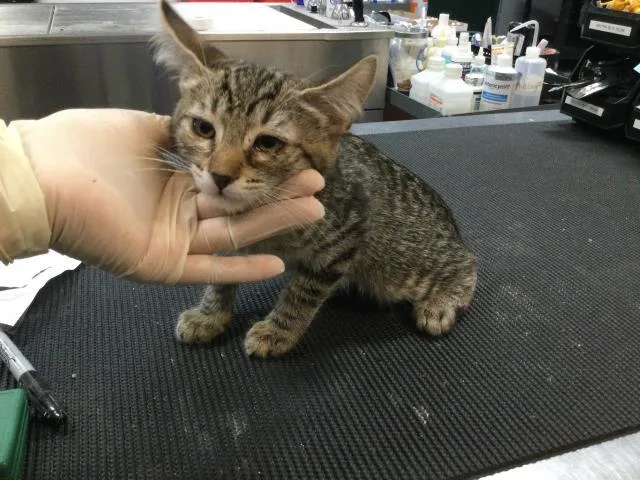 A baby small-sized female Domestic Short Hair cat named Elora for adoption in Thousand Palms, CA