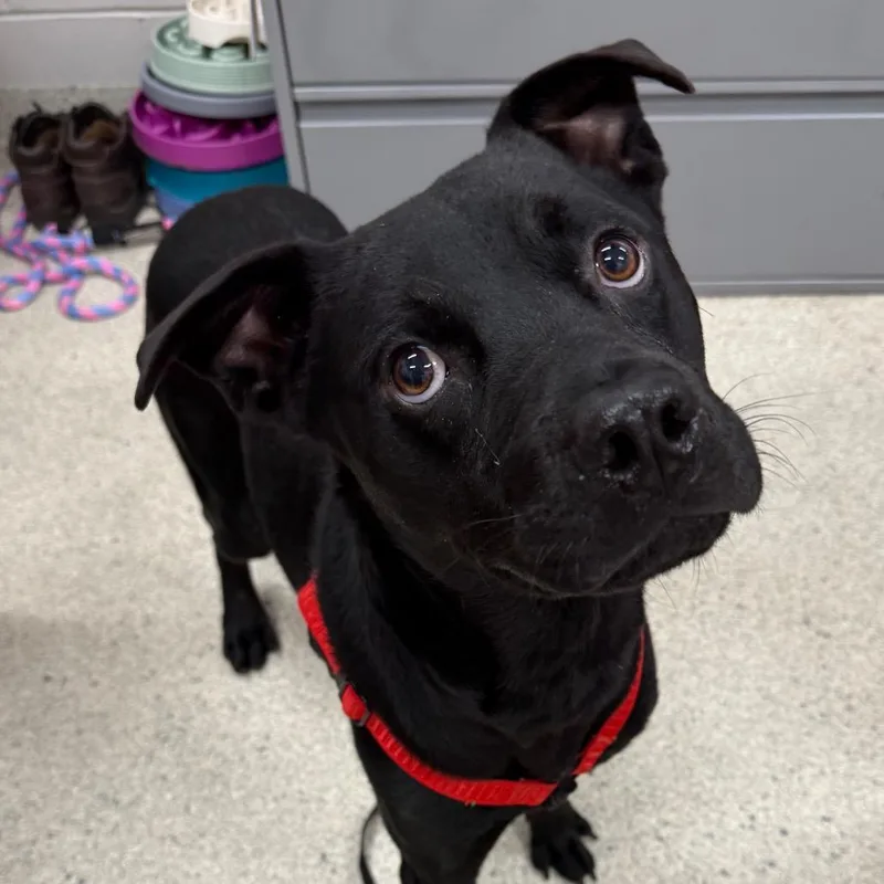 An adult large-sized male Black Mixed Breed dog named Felix for adoption in Jacksonville, FL