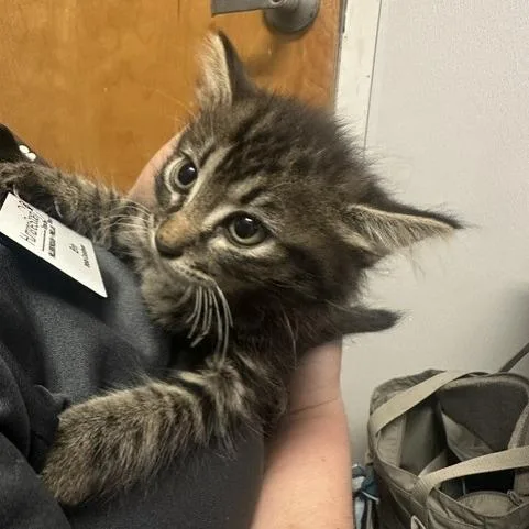 A baby small-sized female Brown / Chocolate Domestic Medium Hair cat named Winnie for adoption in Tampa, FL