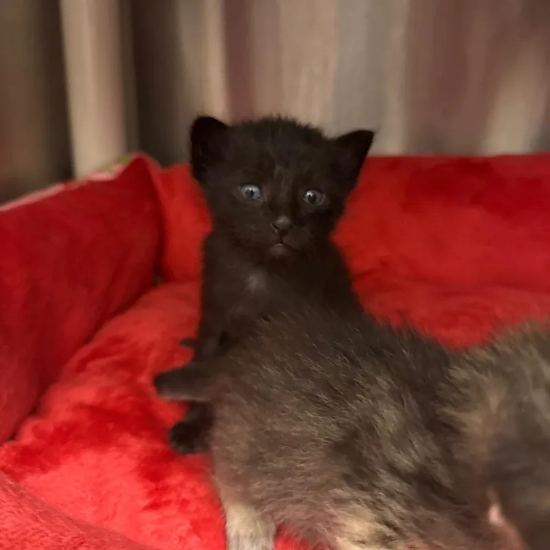 Salem