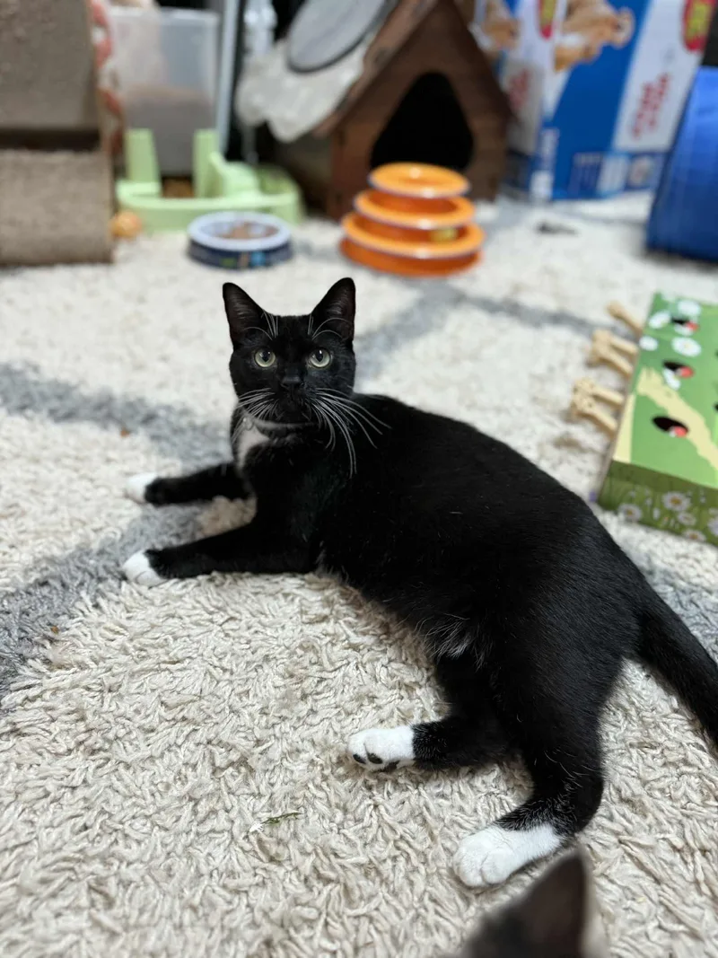 A young medium-sized female Black & White / Tuxedo Domestic Short Hair cat named Princess for adoption in Beulaville, NC