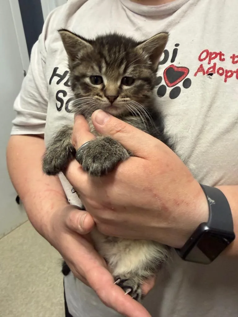 A baby small-sized female Domestic Short Hair cat named Bassliee for adoption in Virginia, MN