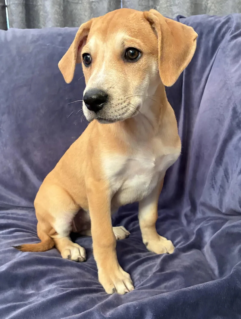A baby medium-sized female Yellow / Tan / Blond / Fawn Retriever dog named Becca for adoption in Fort Collins, CO