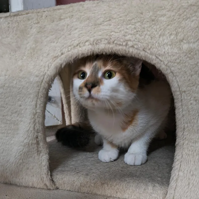 A young medium-sized female Calico Domestic Short Hair cat named Sierra for adoption in Laredo, TX