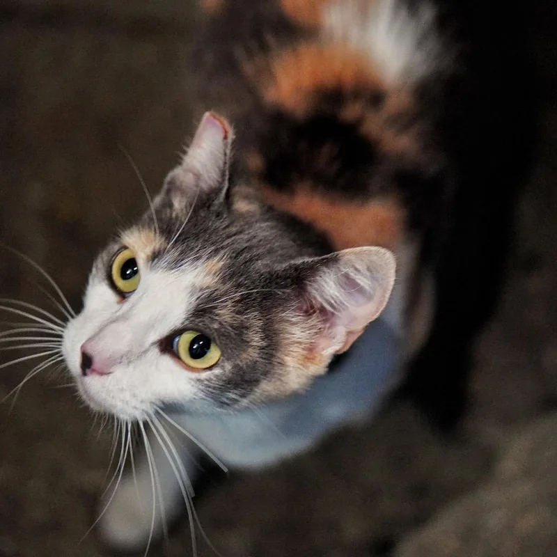 A young small-sized female Calico Domestic Short Hair cat named Priscilla for adoption in Pacific Palisades, CA