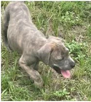 A baby medium-sized female Mixed Breed dog named Fabuloso for adoption in West Chester, PA