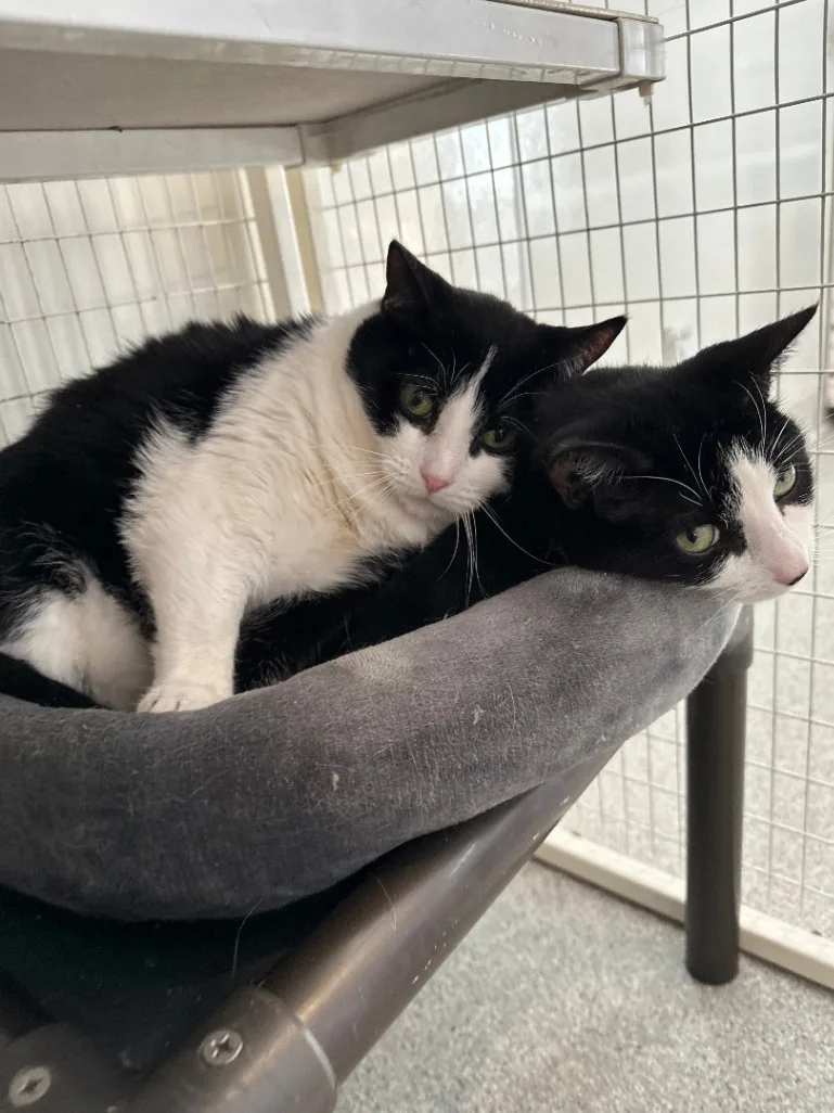 Rum & Raisin thumbnail 3