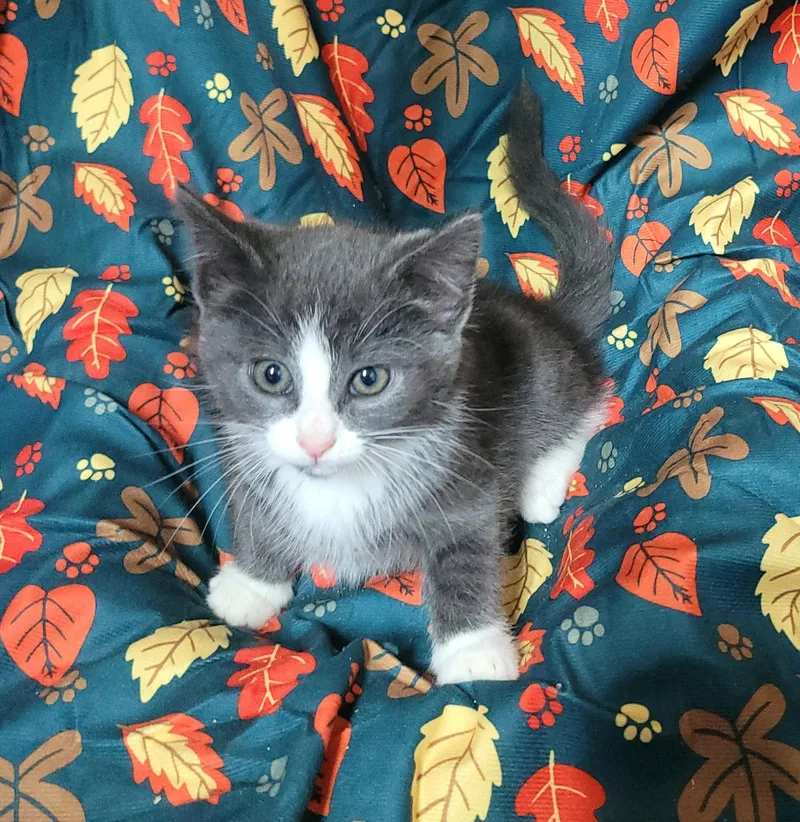 A baby medium-sized male Gray & White Domestic Short Hair cat named Gandalf for adoption in Akron, OH