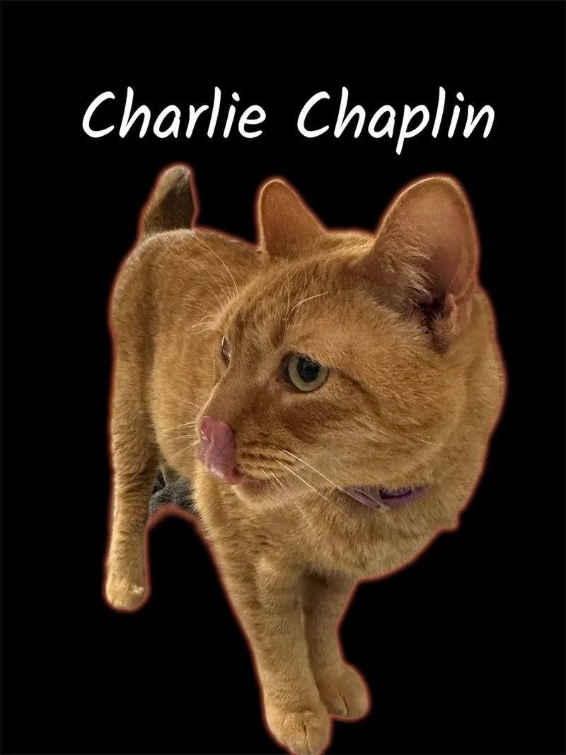 Charlie Chaplin thumbnail 2