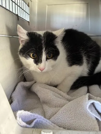 An adult medium-sized male Domestic Short Hair cat named Malachi for adoption in West Memphis, AR