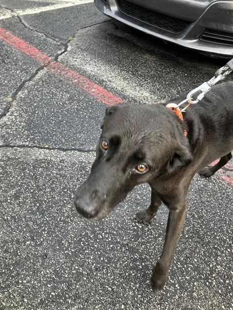 An adult large-sized male Mixed Breed dog named Murphy for adoption in Dallas, TX